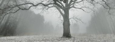 Görkemli kuzey ormanlarının tepelerinden geçen yol. Güçlü yaprak döken ağaçlar, kırağı, ilk kar, kar fırtınası, sis. Atmosferik manzara. Sessizlik, yalnızlık kavramları. Siyah ve beyaz, tek renkli.