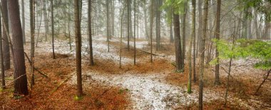 Kuzey Evergreen ormanının görkemli tepelerinden geçen yol. Altın yapraklar, güçlü çam ve çam ağaçları, ağaç kütükleri, buzullar, ilk kar. Panoramik manzara. Atmosferik manzara. Doğa, ekoloji