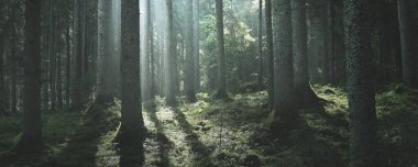 Güneşin doğuşunda görkemli yeşil orman. Güçlü çam ağaçları, yosunlar, yeşil bitkiler. Sabah sisi, saf güneş ışığı, güneş ışınları. Karanlık atmosferik manzara. Doğa, mevsimler, yaz. Peri masalı, fantezi kavramları