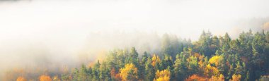 Renkli kırmızı, turuncu ve sarı ağaçların tepelerinin sabah sisli kozalaklı bir ormanda nefes kesici panoramik manzarası. Peri sonbahar manzarası. Gauja Ulusal Parkı, Sigulda, Letonya