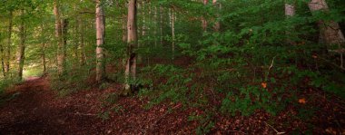 Güçlü yeşil kayın ağaçları, eski ağaç gövdeleri. Sonbaharın başında. Güneş ışığı. Karanlık atmosferik manzara. Saf doğa, ekoloji, çevre, eko turizm