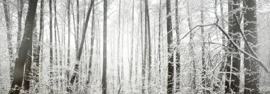 Kar fırtınasından sonra donmuş bataklık ve orman manzarası. İlk kar. Ağaç donundaki ağaçlar. Kış Harikalar Diyarı. Mevsimler, ekoloji, çevre koruma, doğa. Monokrom görüntüsü. Atmosferik manzara