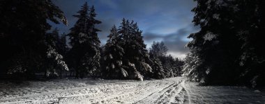 Gün batımında çimenlik çam ormanlarının içinden geçen karla kaplı köy yolu. Spruce ağaçları yakın plan. Dramatik alacakaranlık gökyüzü. Kırsal alan. Uzak yerler, tehlikeli sürüş, off road, kış lastikleri