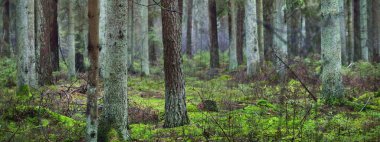 Sisli yemyeşil ormanın panoramik manzarası. Güçlü çam ağaçları, yosun, eğreltiotu. Karanlık atmosferik manzara. Estonya