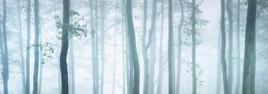 Yoğun beyaz sisli, yeşil ormanın resimli panoramik manzarası. Atmosferik manzara. Ekoloji, çevre, saf doğa.