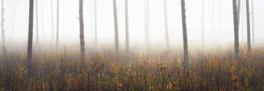 Sisli sonbahar ormanının panoramik manzarası. Yeşil çimenler, yerde kırmızı ve turuncu yapraklar, çalılar, bitkiler, uzun yosunlu çam ağaçlarının gövdeleri. Finlandiya 'da çevre koruma