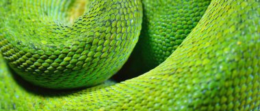 Yeşil piton pitonu Morelia Viridis 'in yakın çekimi. Tallinn Hayvanat Bahçesi, Estonya. Yılan derisi, doğal doku. Çevre koruma, vahşi yaşam, zooloji, herpetoloji teması