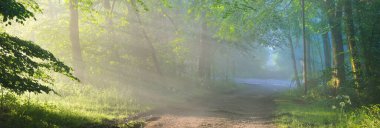 Görkemli bir ormandaki yol. Doğal tünel. Güçlü ağaç siluetleri. Sis, güneş ışığı, yumuşak güneş ışığı. Atmosferik rüya gibi yaz manzarası. Saf doğa, ekoloji, fantezi, masal