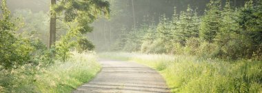 Görkemli yeşil yaprak döken bir ormanda yol. Doğal tünel. Güçlü ağaç siluetleri. Sis, güneş ışığı, yumuşak güneş ışığı. Atmosferik rüya gibi yaz manzarası. Saf doğa, ekoloji, fantezi, masal