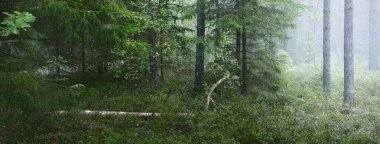 Güneş doğarken yoğun beyaz bir siste Evergreen Ormanı. Firavun ve çam ağaçları yakın plan. Huzurlu, gizemli bir manzara. Letonya Kemeri Ulusal Parkı 'nda Çevre Koruma
