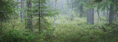Görkemli çam ormanının içinden sisli bir yol. Yumuşak güneş ışığı, güneş ışınları. Panoramik görünüm