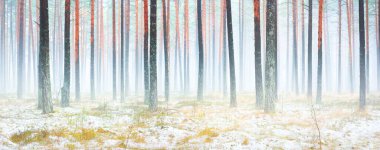 Sisli yemyeşil ormanda ilk kar. Yeşil çimenler, yerde kırmızı ve turuncu yapraklar, güçlü çam ağaçları. Finlandiya 'da kış başları. Atmosferik manzara