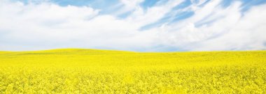 Açan kolza tohumu tarlası. Parlayan bulutlu açık mavi gökyüzü. Bulutlar. Kırsal alan. Tarım, biyoteknoloji, yakıt, gıda endüstrisi, alternatif enerji, çevre koruma. Panoramik görünüm