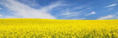 Açan kolza tohumu tarlası. Parlayan bulutlu açık mavi gökyüzü. Bulutlar. Kırsal alan. Tarım, biyoteknoloji, yakıt, gıda endüstrisi, alternatif enerji, çevre koruma. Panoramik görünüm
