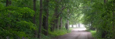 Yeşil yaprak döken ağaçların arasında karanlık, gizemli bir ara sokak (tek şerit kırsal yol). Idyllic manzara. Doğal tünel. Bisiklet, spor, kuzey yürüyüşü, eko-turizm, çevre, ekoloji, doğa