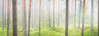 Antik çam ağaçları gün doğumunda gizemli bir beyaz sabah sisinde. Idyllic sonbahar manzarası. Bataklık yemyeşil kuzey ormanı. Ekoloji, eko turizm, Avrupa 'da çevre koruma