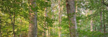 Güçlü yeşil kayın ağaçları, eski ağaç gövdeleri. Sonbaharın başında. Güneş ışığı. Karanlık atmosferik manzara. Saf doğa, ekoloji, çevre, eko turizm