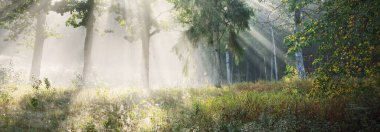 Güneş doğarken gizemli bir siste karanlık ormanın resim gibi manzarası. Güneş güçlü meşe, köknar, çam, huş ağacı boyunca ışıldar. Idyllic kırsal kesim. Sonbahar sezonu, konsept sanat, eko turizm, doğa