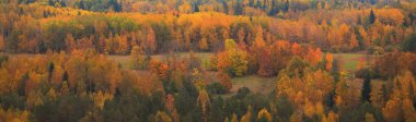 Altın sonbahar ormanının resimli panoramik hava manzarası. Güçlü ağaçlar, yumuşak güneş ışığı. Doğa, ekoloji. eko-turizm, yürüyüş, çevre koruma