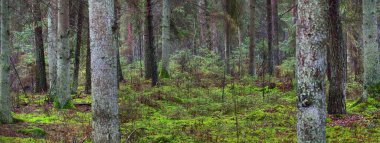 Sisli yemyeşil ormanın panoramik manzarası. Güçlü çam ağaçları, yosun, eğreltiotu. Karanlık atmosferik manzara. Estonya