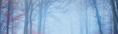 Lorraine, Fransa 'da sisli bir sonbahar ormanında kayın ağacı siluetleri. Mavi ışık, sis. Resimli panoramik manzara. Atmosferik sonbahar manzarası. Çevre turizmi, çevre koruma, doğa