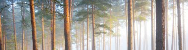 Sabahları sisli, görkemli ve yemyeşil ormanın panoramik manzarası. Güçlü çam ağacı siluetleri. Atmosferik rüya gibi yaz manzarası. Güneş ışınları, gizemli altın ışık. Doğa, fantezi, peri masalı