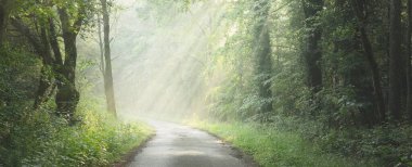 Görkemli bir ormandaki yol. Doğal tünel. Güçlü ağaç siluetleri. Sis, güneş ışığı, yumuşak güneş ışığı. Atmosferik rüya gibi yaz manzarası. Saf doğa, ekoloji, fantezi, masal
