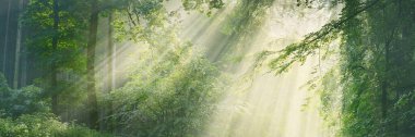 Sabah sisli, görkemli yeşil yaprak döküntüsü ve çam ormanının panoramik manzarası. Ağaç siluetleri. Güneş ışınları, saf güneş ışığı. Atmosferik rüya gibi yaz manzarası. Doğa, ekoloji, fantezi, masal