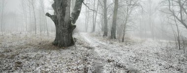 Görkemli kuzey ormanlarının tepelerinden geçen yol. Güçlü yaprak döken ağaçlar, kırağı, ilk kar, kar fırtınası, sis. Atmosferik manzara. Sessizlik, yalnızlık kavramları. Siyah ve beyaz, tek renkli.