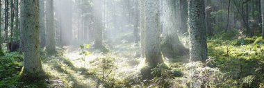 Güneş ışınları kozalaklı ağaç gövdelerinden gün doğumunda akıyor. Sabah sisinde Evergreen Ormanı. Genç köknar ve uzun çam ağaçları. Idyllic manzara. Finlandiya 'da çevre koruma