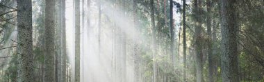 Güneş ışınları kozalaklı ağaç gövdelerinden gün doğumunda akıyor. Sabah sisinde Evergreen Ormanı. Genç köknar ve uzun çam ağaçları. Idyllic manzara. Finlandiya 'da çevre koruma