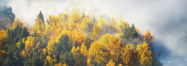 Renkli kırmızı, turuncu ve sarı ağaçların tepelerinin sabah sisi içinde görkemli yeşil bir ormanda nefes kesici panoramik manzarası. Peri sonbahar manzarası. Gauja Ulusal Parkı, Sigulda, Letonya