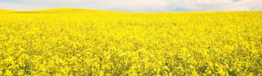 Açan kolza tohumu tarlası. Parlayan bulutlu açık mavi gökyüzü. Bulutlar. Kırsal alan. Tarım, biyoteknoloji, yakıt, gıda endüstrisi, alternatif enerji, çevre koruma. Panoramik görünüm