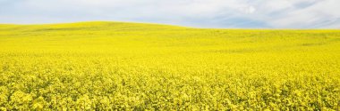 Açan kolza tohumu tarlası. Parlayan bulutlu açık mavi gökyüzü. Bulutlar. Kırsal alan. Tarım, biyoteknoloji, yakıt, gıda endüstrisi, alternatif enerji, çevre koruma. Panoramik görünüm