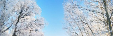 Kar fırtınasından sonra orman parkı, ağaç gövdeleri yakın plan. Dalların üzerinde kar ve kar biriktirir. Açık mavi gökyüzü