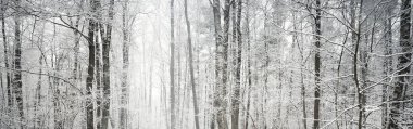 Kar fırtınasından sonra bataklık ormanı. İlk kar. Ağaç donundaki ağaçlar. Kış Harikalar Diyarı. Mevsimler, ekoloji, çevre koruma, doğa. Monokrom görüntüsü. Atmosferik manzara