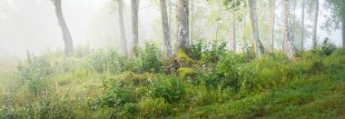 Sis içindeki görkemli orman. Güçlü ağaçlar, renkli yapraklar, yosun, eğrelti otu, bitkiler. Atmosferik panoramik manzara. Yumuşak güneş ışığı, güneş ışınları. Ekoloji, mevsimler, sonbahar, eko turizm