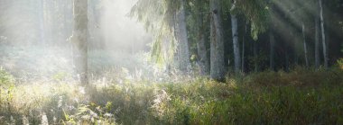 Güneşin doğuşunda sisli bir sabahta esrarengiz, esrarengiz ve yeşil ormanın manzarası. Ağaç gövdelerinde güneş ışınları. Renkli altın huş ağacı, çam ağacı, yakın plan köknar ağaçları. Atmosferik sonbahar manzarası