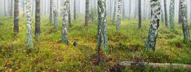 Sis içindeki görkemli yeşil orman. Güçlü ağaçlar, yeşil ve altın bitkiler. Panoramik manzara. Saf doğa, ekoloji, sonbahar, eko-turizm, çevre koruma