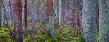 Sisli yemyeşil ormanın panoramik manzarası. Güçlü çam ağaçları, yosun, eğreltiotu. Karanlık atmosferik manzara. Estonya