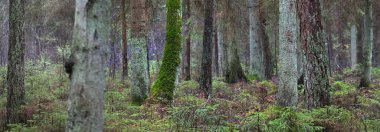 Sisli yemyeşil ormanın panoramik manzarası. Güçlü çam ağaçları, yosun, eğreltiotu. Karanlık atmosferik manzara. Estonya