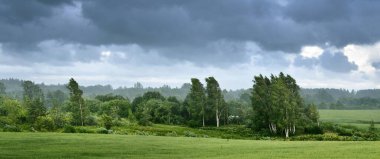 Arka planda yeşil alan ve orman var. Huş ağaçları yakın plan. Kara fırtına bulutları. Kır manzarası. Hava kararsız. - Letonya. Kasırga, meteoroloji, ekoloji, doğa olayları