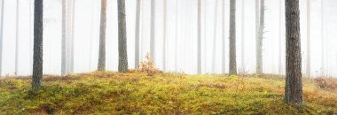 Sisli sonbahar ormanının panoramik manzarası. Yeşil çimenler, yerde kırmızı ve turuncu yapraklar, çalılar, bitkiler, uzun yosunlu çam ağaçlarının gövdeleri. Finlandiya 'da çevre koruma