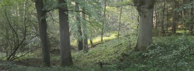 Sabah sisli, görkemli yeşil yaprak döküntüsü ve çam ormanının panoramik manzarası. Ağaç siluetleri. Güneş ışınları, saf güneş ışığı. Atmosferik rüya gibi yaz manzarası. Doğa, ekoloji, fantezi, masal