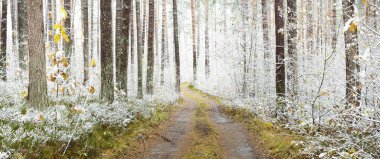Kırsal yolda tek şeritli bir S yolu var. Yapraksız ve yeşil ağaçların arasından kristal beyaz bir buzulun içinde. Renkli altın yapraklar ve yerde taze kar. Kış başlangıcı. Idyllic manzara