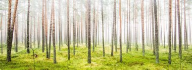 Beyaz bir sis içinde her zaman yeşil olan ormanın içinden geçen bir yol. Güçlü çam ağaçları, yosun, eğrelti otu, bitkiler. Resimli panoramik manzara. Sonbahar, kışın başlangıcı. Saf doğa, çevresel koruma, ekoloji