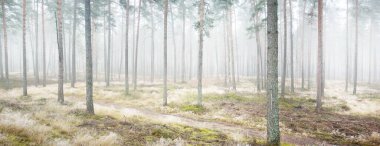 Beyaz bir sis içinde her zaman yeşil olan ormanın içinden geçen bir yol. Çam ağaçları, yosun, eğrelti otu, bitkiler. Resimli panoramik manzara. Sonbahar, kışın başlangıcı. Saf doğa, çevresel koruma, ekoloji