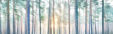 Gündoğumunda Evergreen Çam Ormanı. Sabah sisi. Ağaç gövdelerinden akan güneş ışığı. Idyllic manzara. Finlandiya 'da çevre koruma