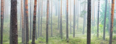 Antik çam ağaçları gün doğumunda gizemli bir beyaz sabah sisinde. Idyllic sonbahar manzarası. Bataklık yemyeşil kuzey ormanı. Ekoloji, eko turizm, Avrupa 'da çevre koruma