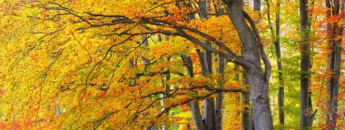 Altın kayın ağacı ormanının pitoresk manzarası. Güçlü ağaç gövdeleri, renkli sarı, kırmızı, turuncu yapraklar. Idyllic sonbahar manzarası. Mevsimler, sonbahar mevsimi, ekoloji, saf doğa, eko-turizm. Almanya